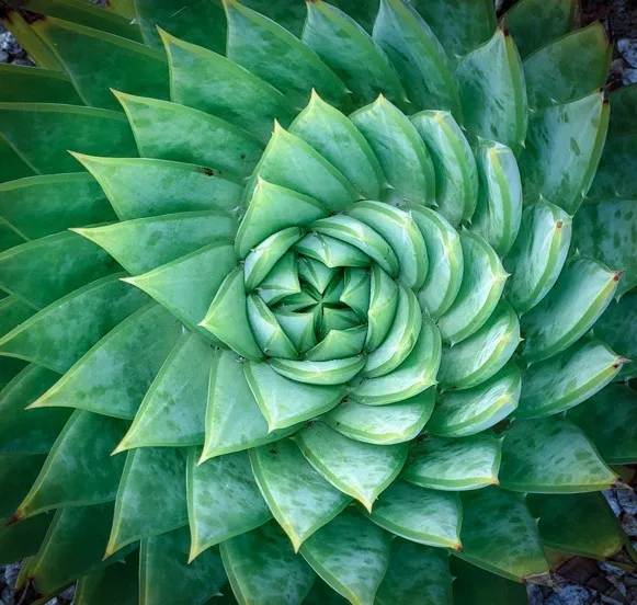 Close-up of a green succulent plant with spiral leaf arrangement.